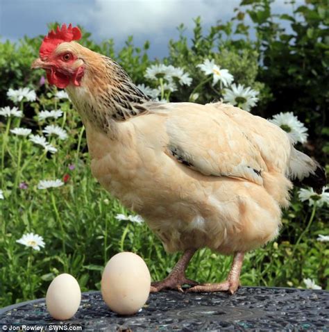 Gambar Pelik Telur Ayam Besar 1malaysianews