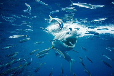 Great White Shark Image National Geographic Your Shot Photo Of The Day