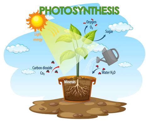 Photosynthesis Definition Process And Diagrams