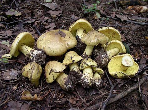 What Mushrooms Grow Under Pine Trees In Pine Forests And Which Ones Are