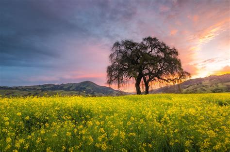 Spring Dawn Sunrise Over A Rapeseed Field And Lone Tree Near Gilroy