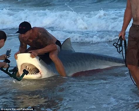 Video Of Moment U S Marine Catches 12ft Tiger Shark Off Topsail Beach North Carolina Daily