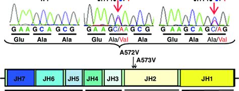 Identifi Cation And Characterization Of Jak3 Activating Mutations