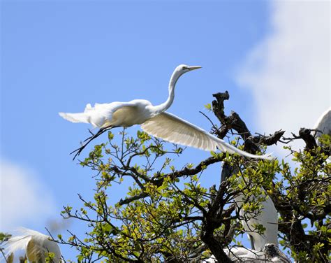 Great White Heron Flying Free Stock Photo Public Domain Pictures