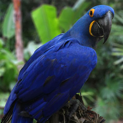 Information On Blue Macaws