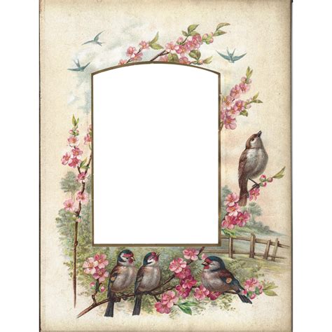 Lovely Colored Page From Victorian Photograph Album Birds