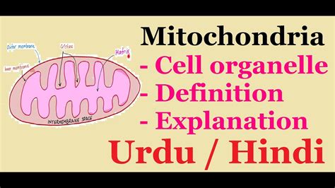 What animal cells have a lot of mitochondria. What is Mitochondria? |Cell organelle| Urdu / Hindi - YouTube
