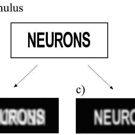Noise Activated Negative Afterimages A Stimulus NEURONS B Download Scientific Diagram