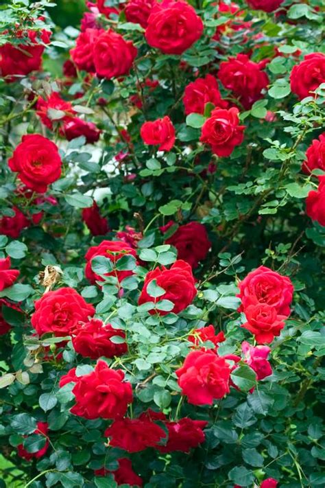 Buy Red Cascade Rose For Sale Online From Wilson Bros Gardens