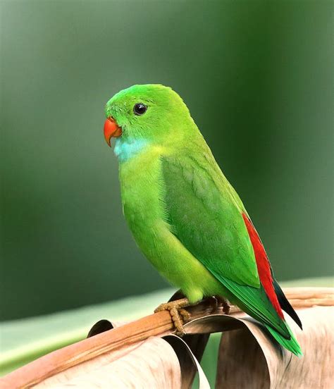 Photo Of Perched Parakeet · Free Stock Photo
