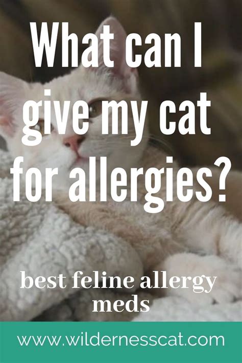 But if your seasonal allergies are still bothersome, don't give up. Allergy Medicine for Cats: What Can I Give My Cat for ...