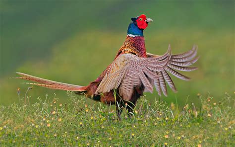 Ring Necked Pheasant Male Phasianus Colchicus Is A Bird In The