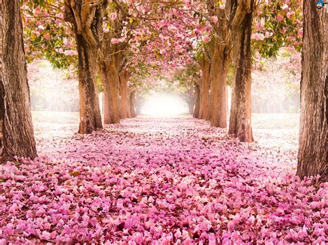 33 Cherry Blossoms Wallpapers Wallpapersafari