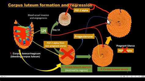 Corpus Luteum Formation And Regression Youtube