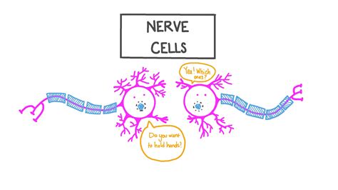 Lesson Video Nerve Cells Nagwa