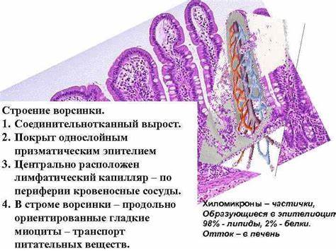 Диета полип кишечника