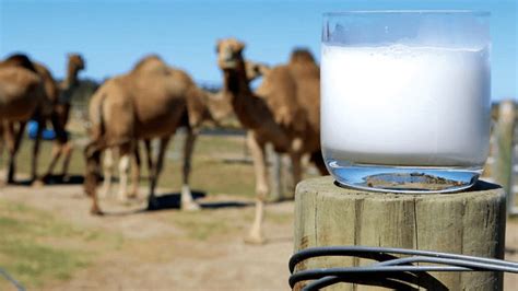 The Unique Composition Of Camel Milk A Food With Medicinal Properties