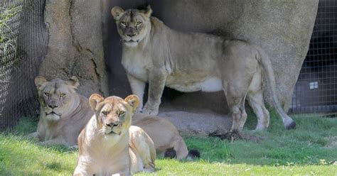 The New Lion Exhibit At The Audubon Zoo Opens Saturday Check Out The