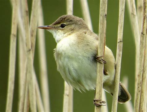 Teign Birds Reed Warbler Mimicry