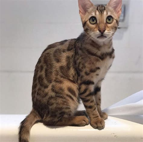 Bengal in cats & kittens for sale. Lost Cat Bengal Cat in COSTA MESA, CA - Lost My Kitty