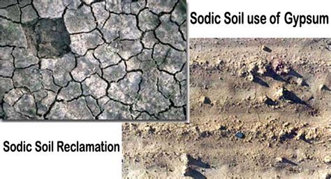 Management Of Sodic Soil Characteristics Of Sodic Soil