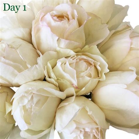 Creamy Ivory Peony Rose L Peony Rose Flower Bouquet