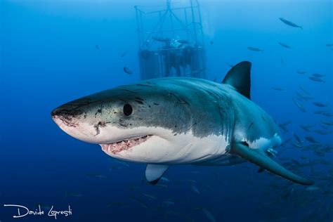 The Galapagos Islands Create A New Marine Sanctuary To Protect Sharks