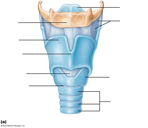 Larynx Anterior View Diagram Quizlet