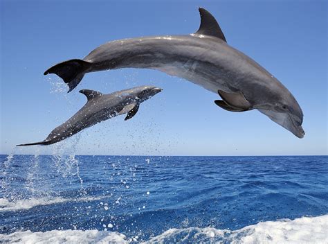 Bottlenose Dolphins Jumping Wallpaper Free Hd Dolphins