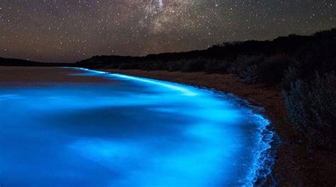 This Natural Phenomenon Makes The Water Glow Like Stars