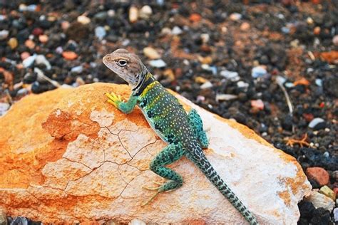 Gecko Vs Anole The Differences Explained Pet Keen