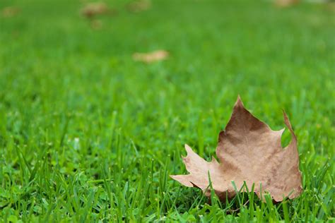 Free Stock Photo Of Dry Autumn Leaf On Green Grass