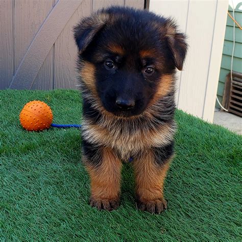 German shepherds are exceptionally wary of strangers. German Shepherd Puppies For Sale | Los Angeles, CA #291819