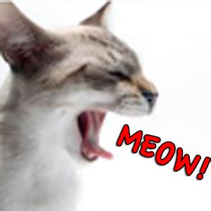 Wait a minute are you trying to meow? The Cat's Meow - Android Apps on Google Play