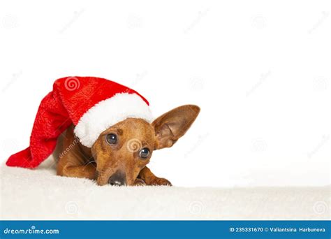 A Little Christmas Dog In A Santa Hat Photo For A Design With A Copy