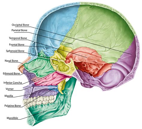 Exploring Endonasal Cranial Correction Technique What You Need To Know