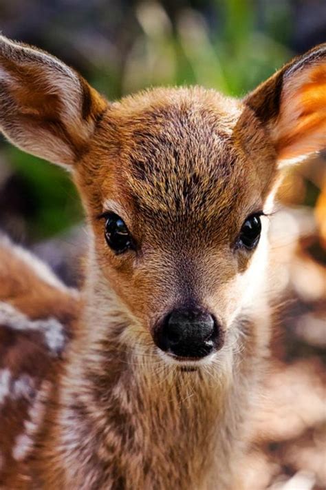 Baby Deer ~ Pinterest Magazine ~ Pinterest