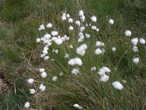 Cotton Grass On Dartmoor © Roger Cornfoot Geograph Britain And Ireland