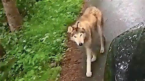 Böser Wolf Ist Nur Ein Streuner Hund