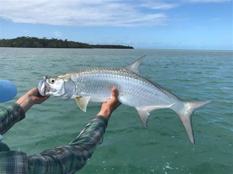 Fly Fishing Belize Fishery Seasons Guides Lodging And More