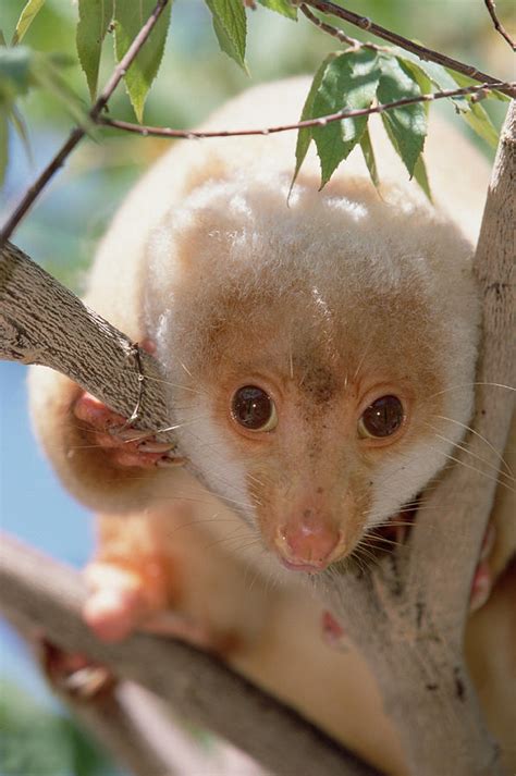 Contribute to couscousphp/couscous development by creating an account on github. Spotted Cuscus Phalanger Maculatus Photograph by Konrad Wothe