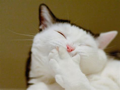 16 Fotos De Los Gatos Más Sonrientes Y Felices De La Web Notagram