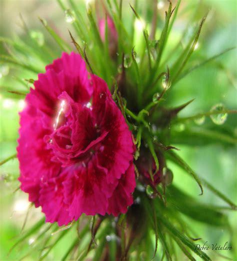 Shine Of The Crystals Photograph By Debra Vatalaro Fine Art America