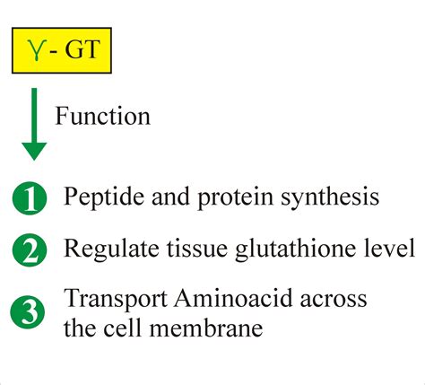Gamma γ Glutamyl Transpeptidase Ggt Gamma Glutamyl Transferase
