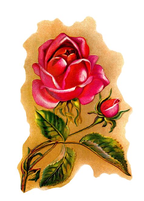 Antique Images Digital Red Rose Botanical Art Flower Illustration