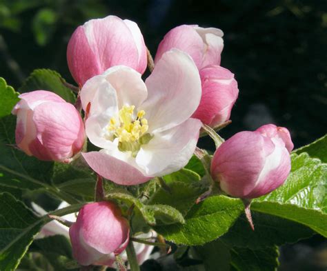 Fileapple Blossom 02b Wikimedia Commons