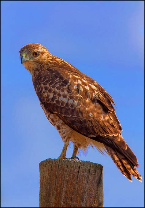 Juvenile Red Tailed Hawk Photograph By Floyd Hopper
