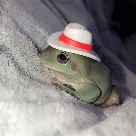 We Have Decided That Frogs Wearing Hats Is The Next Best Thing 💗🐸 Pet