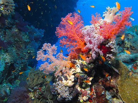 Could Hyper Evolved ‘designer Coral Reefs Survive In Warmer Oceans