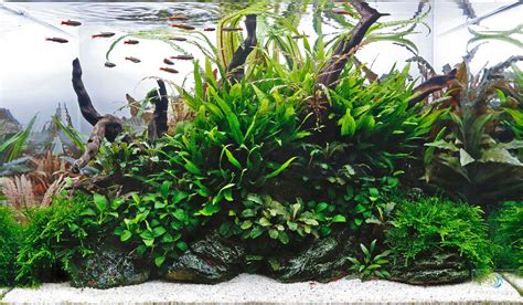 The thick leaves of an anubias stay a deep green color, especially under low light, and are not easily damaged by snails or curious fish. Aquarium Gardens Visit our Aquascaping Showroom and Shop